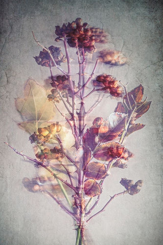 Before Winter Black Ornate Wood Framed Art Print with Double Matting by Kiral, Cicek