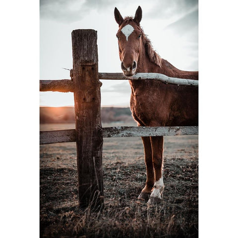 Horse Farm In Skairoai, Slovakia White Modern Wood Framed Art Print by Jakab, Gabriel