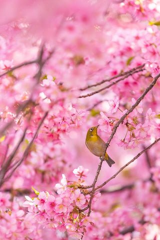 cherry blossoms and bird White Modern Wood Framed Art Print with Double Matting by Chen, Liang