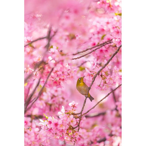 cherry blossoms and bird Black Modern Wood Framed Art Print with Double Matting by Chen, Liang