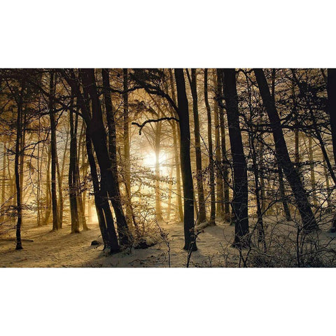 Winter Morning White Modern Wood Framed Art Print by Maier, Norbert