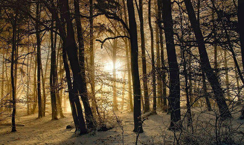 Winter Morning Black Ornate Wood Framed Art Print with Double Matting by Maier, Norbert