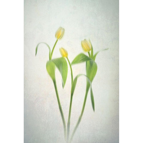 Yellow Tulips Gold Ornate Wood Framed Art Print with Double Matting by Jacobs, Lydia