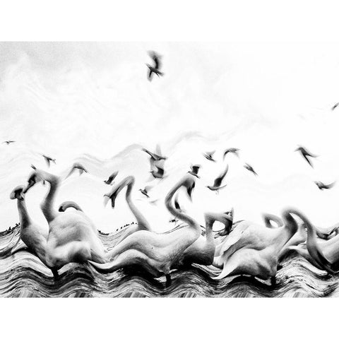 Swans waves White Modern Wood Framed Art Print by Dinca, Silvia