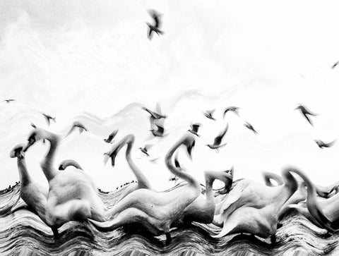 Swans waves White Modern Wood Framed Art Print with Double Matting by Dinca, Silvia