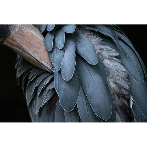 Feather Black Modern Wood Framed Art Print with Double Matting by Aoki, Juri