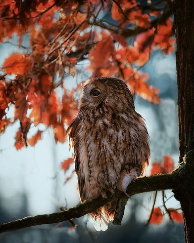 Resting owl with prey White Modern Wood Framed Art Print with Double Matting by Firesova, Michaela