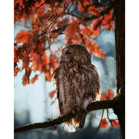 Resting owl with prey Black Modern Wood Framed Art Print by Firesova, Michaela
