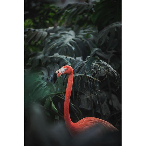 Flamingo Black Modern Wood Framed Art Print by Dayvee