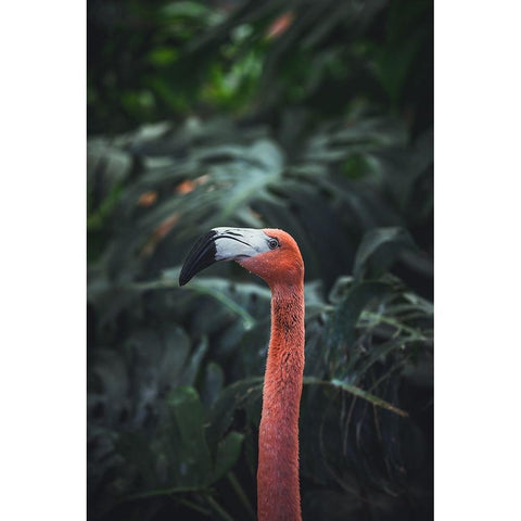 Flamingo Black Modern Wood Framed Art Print with Double Matting by Dayvee