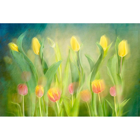 Dancing tulips White Modern Wood Framed Art Print by Van Son, Greetje