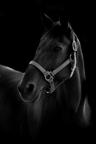 Horse Black Ornate Wood Framed Art Print with Double Matting by T, Yuya