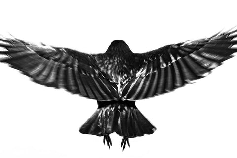 flying. White Modern Wood Framed Art Print with Double Matting by Hisamitsu, Yuusuke