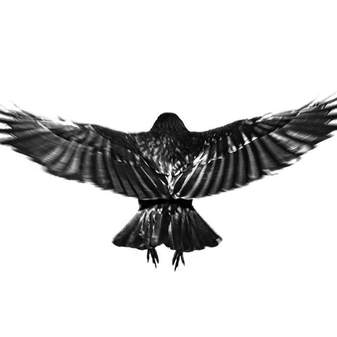 flying. White Modern Wood Framed Art Print by Hisamitsu, Yuusuke