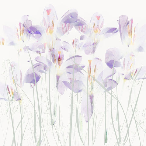 Crocuses In The Grass White Modern Wood Framed Art Print with Double Matting by Talen, Nel