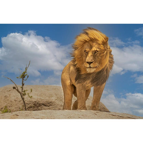 The Lion King White Modern Wood Framed Art Print by Bhatia, Yogesh