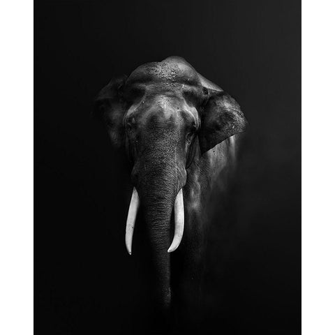 Elephant Portrait Black Modern Wood Framed Art Print by Guha, Jayanta