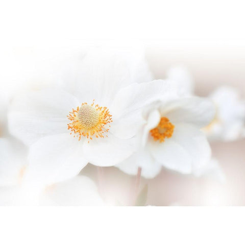 Her Name Is Love...Iii Gold Ornate Wood Framed Art Print with Double Matting by Nan, Juliana