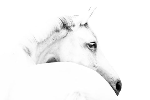horse and minimalism White Modern Wood Framed Art Print with Double Matting by Leinemann, Ulrike