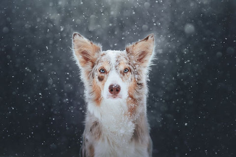 Blizzard Black Ornate Wood Framed Art Print with Double Matting by Shandor, Ve