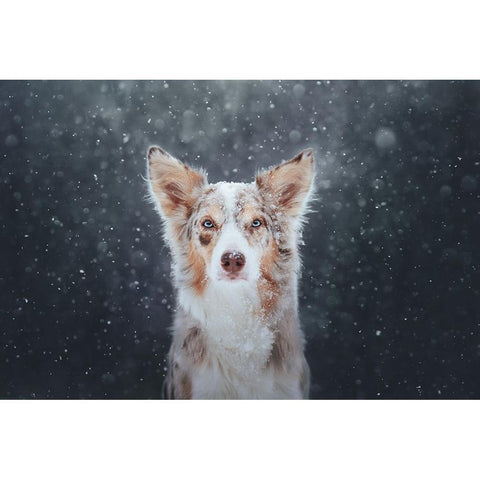 Blizzard Black Modern Wood Framed Art Print by Shandor, Ve