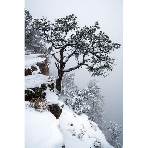 Tree, fog, canyon White Modern Wood Framed Art Print by Freitag, Mark