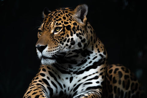 Captive wild Black Ornate Wood Framed Art Print with Double Matting by Yuya.T