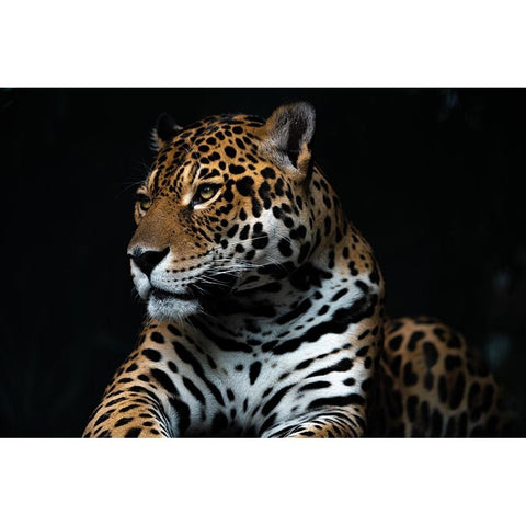 Captive wild Black Modern Wood Framed Art Print with Double Matting by Yuya.T