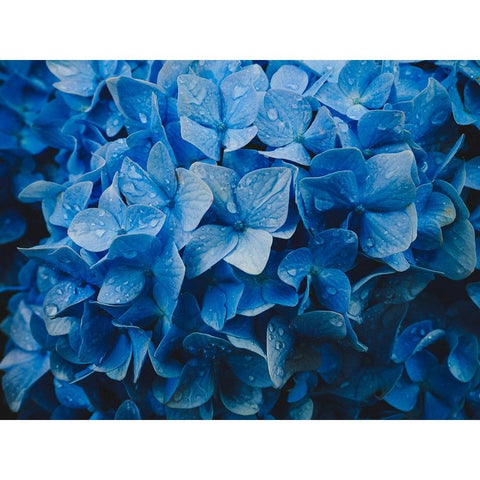 hydrangea White Modern Wood Framed Art Print by Tsunoda, Kazuyuki