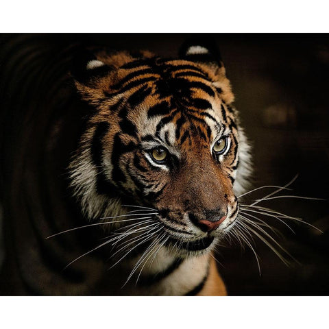 Tigers White Modern Wood Framed Art Print by Tan, Yohan