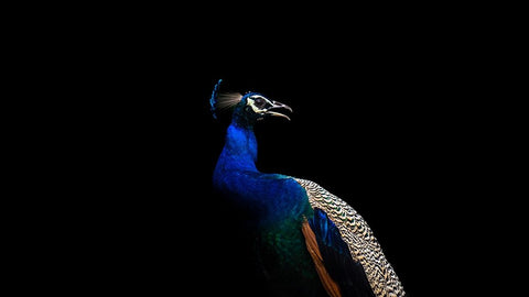 Flash of Colors Black Ornate Wood Framed Art Print with Double Matting by Verma, Mayank