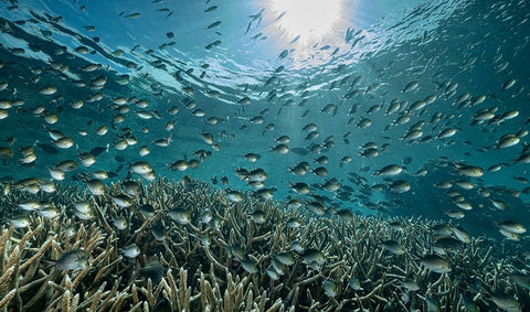 The Reef White Modern Wood Framed Art Print with Double Matting by Melesan, Serge