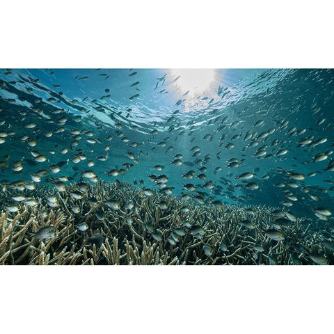 The Reef Black Modern Wood Framed Art Print by Melesan, Serge