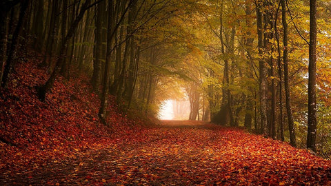 Autumn Black Ornate Wood Framed Art Print with Double Matting by Calin, Flegner