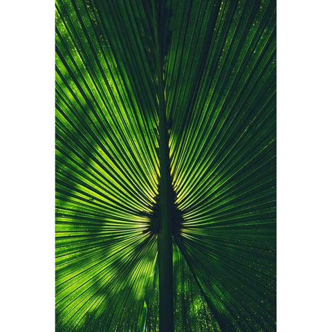 Background lighted palm tree leaf White Modern Wood Framed Art Print by Alcantara, Miguel