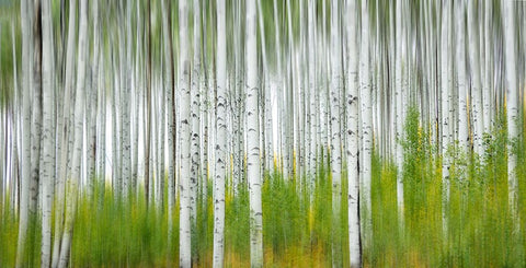 Aspen Forest White Modern Wood Framed Art Print with Double Matting by Yang, Jimmy