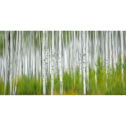 Aspen Forest Black Modern Wood Framed Art Print with Double Matting by Yang, Jimmy