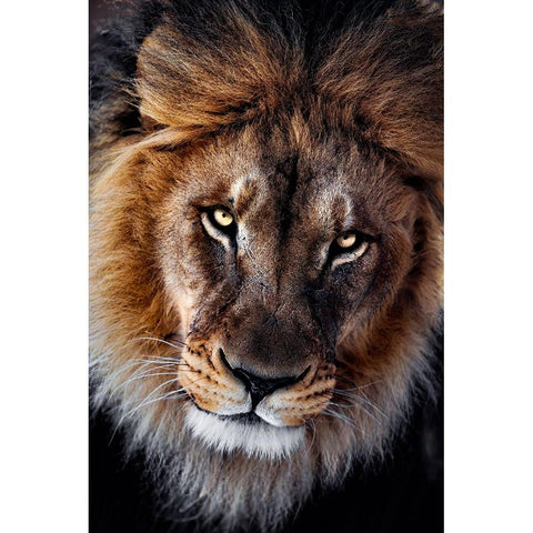 The king Gold Ornate Wood Framed Art Print with Double Matting by Zhao, Alex