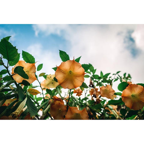 The flower Gold Ornate Wood Framed Art Print with Double Matting by Danielraphotos