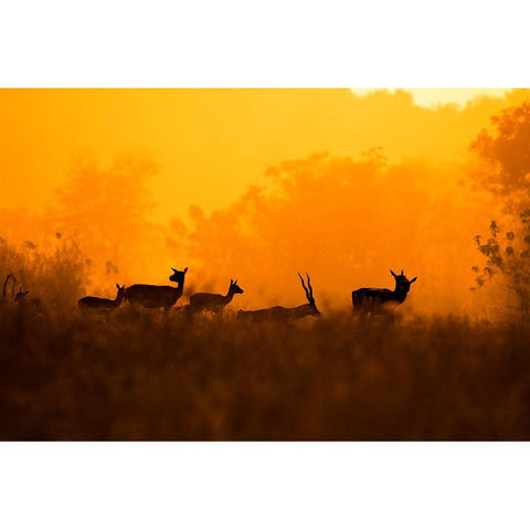 An evening in Nature Black Modern Wood Framed Art Print by Saha Pramanick, Sunny