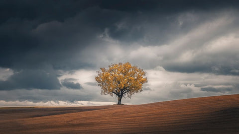 Loneliness Black Ornate Wood Framed Art Print with Double Matting by De Franzoni, Thomas