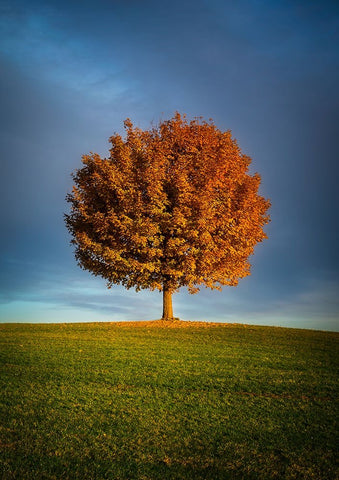 Contrast ddsid Black Ornate Wood Framed Art Print with Double Matting by Murko, Dominik