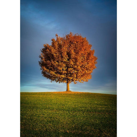 Contrast ddsid White Modern Wood Framed Art Print by Murko, Dominik