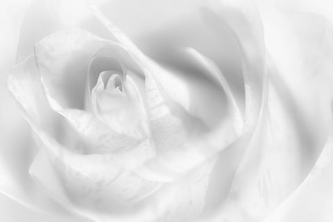Hint Of A Rose Black Ornate Wood Framed Art Print with Double Matting by Pfeiffer, Peter