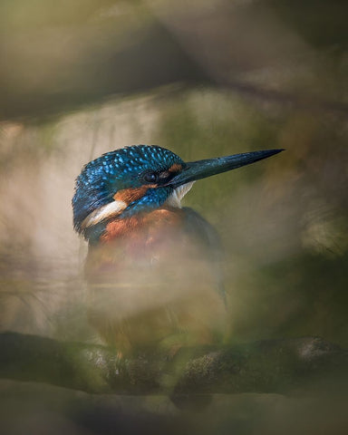 A hidden gem White Modern Wood Framed Art Print with Double Matting by Renmyr, Magnus