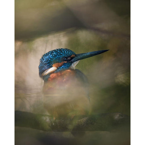 A hidden gem Gold Ornate Wood Framed Art Print with Double Matting by Renmyr, Magnus