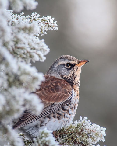 Fieldfare in a winter setting Black Ornate Wood Framed Art Print with Double Matting by Renmyr, Magnus