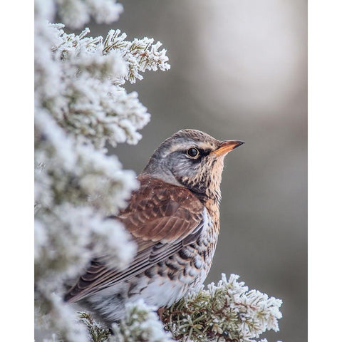 Fieldfare in a winter setting Gold Ornate Wood Framed Art Print with Double Matting by Renmyr, Magnus