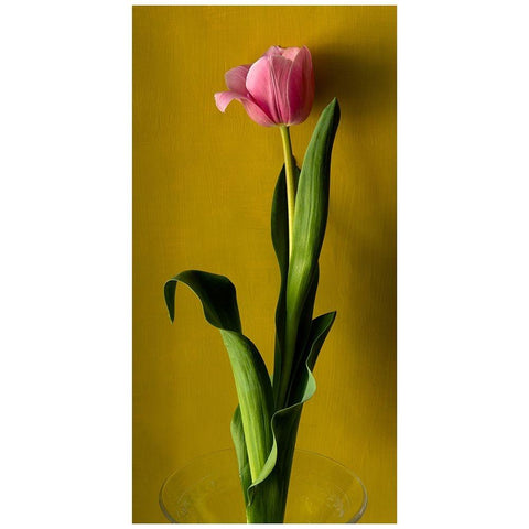 Tulip2 Black Modern Wood Framed Art Print with Double Matting by De Malleray, Delphine