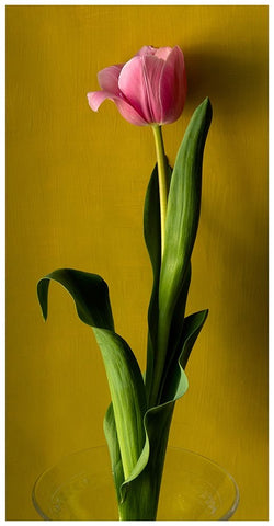 Tulip2 White Modern Wood Framed Art Print with Double Matting by De Malleray, Delphine